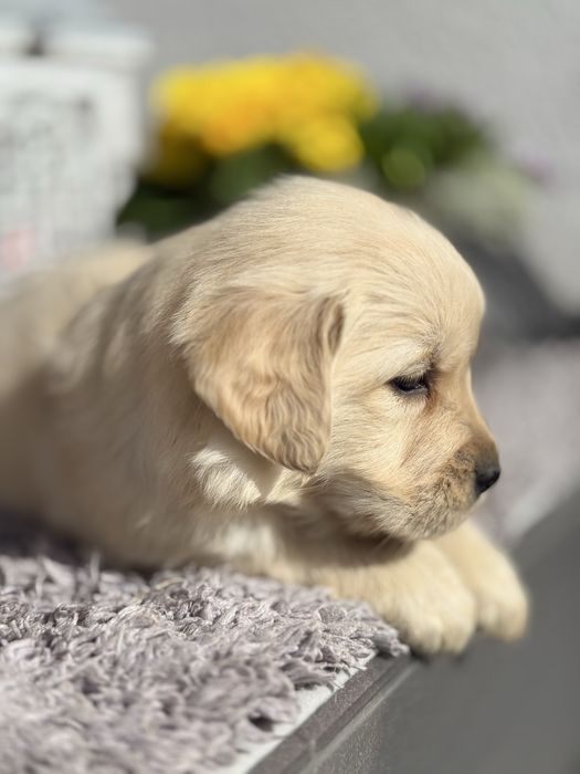 Suczka Golden Retriever GOTOWA DO ODBIORU