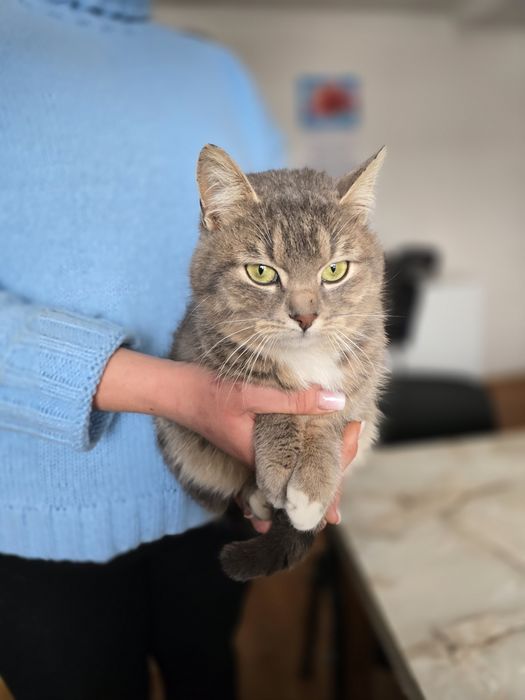 Котик в добрі ручки!