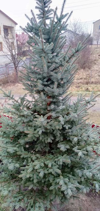 15 річна жива ялинка