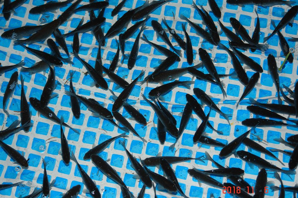 karaś narybek na żywca szczupak sum sandacz 8-15cm