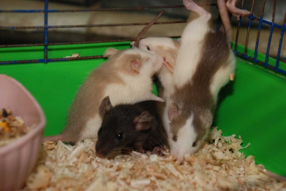 Декоративная крыса. В ассортименте