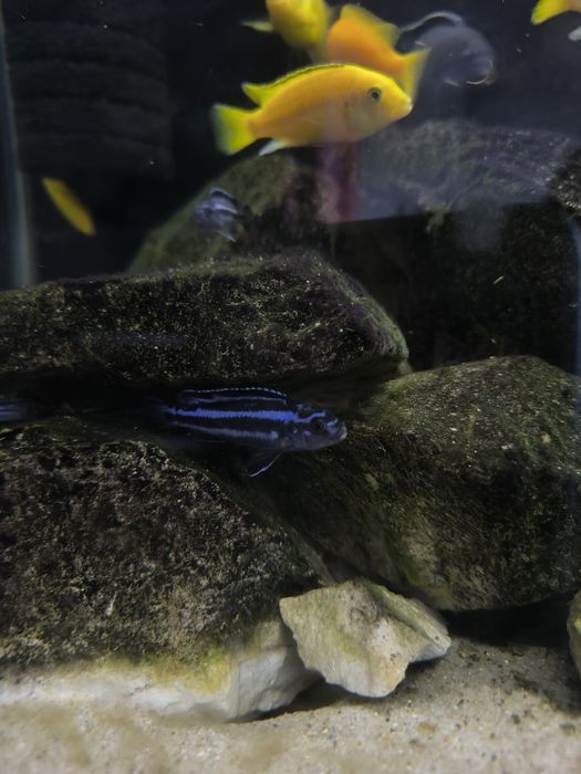 Puszczali Maingano Malawi