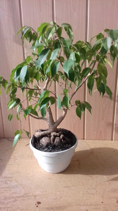 Фикус Бенджамина в стиле бонсай