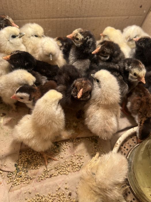 Курчата китайська шовкова