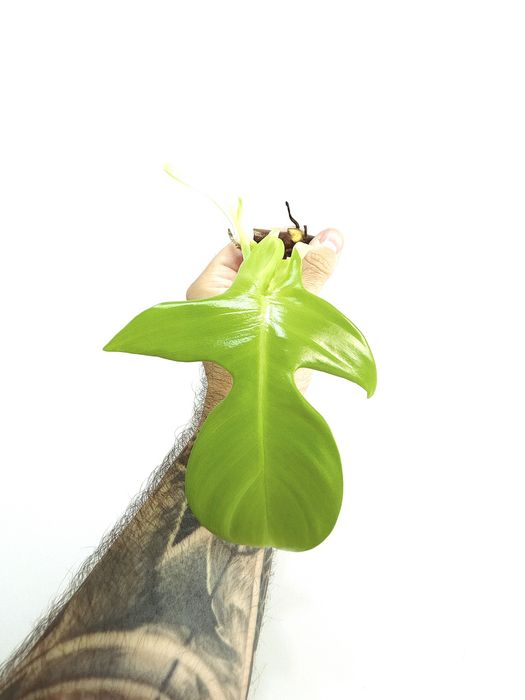 Philodendron Florida Ghost