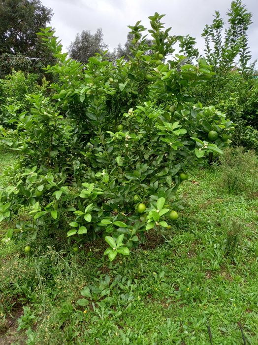 Limas biologicas64584406823171122