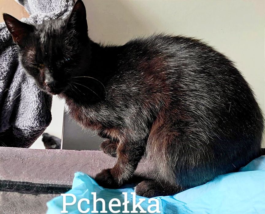 Trzy dziewczynki z Turu