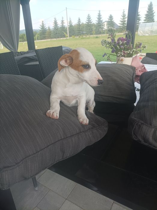 Suczka rasy Jack Russell Terrier