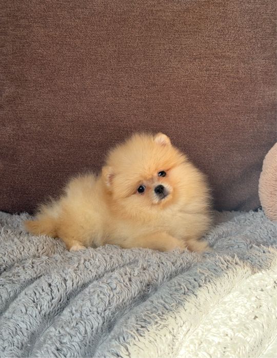 Померанский шпиц мальчик