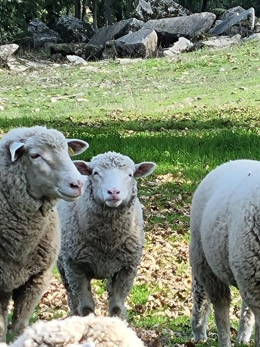 Ovelha Ilê-de-France