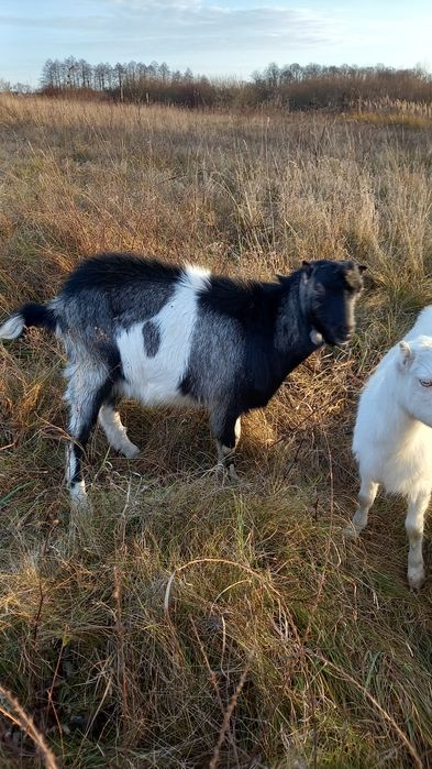 Козлик на плем'я