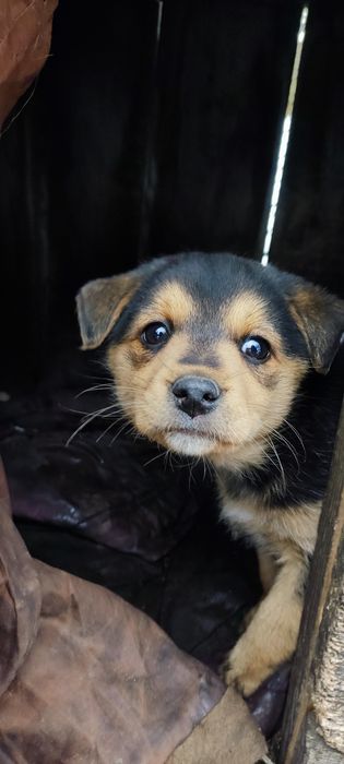 Віддам в добрі руки цуценят