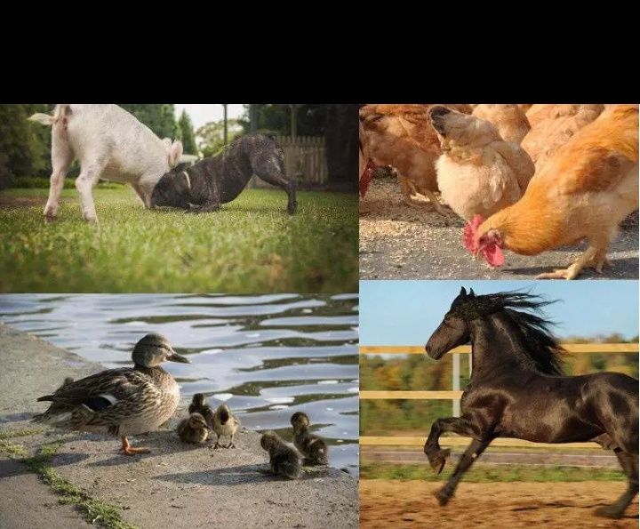 Leitor de chip animais, cabras cães gatos cavalos