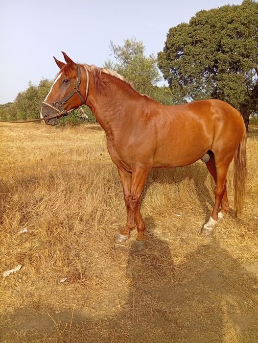 Cavalo manso montado