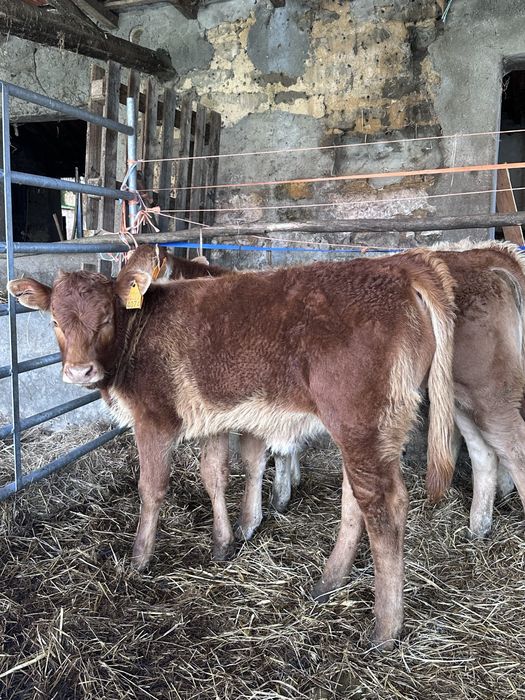 Lote vitelas cx carne