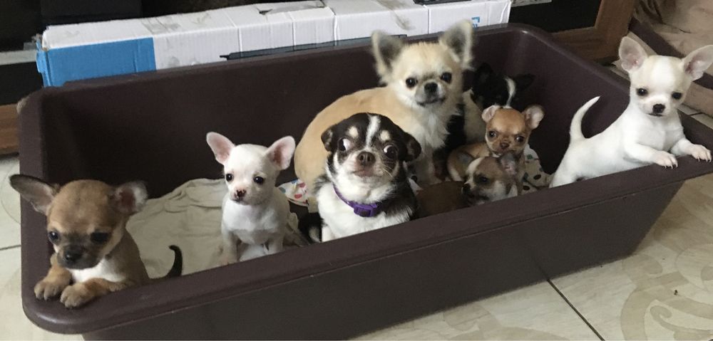 Радість на долоні)