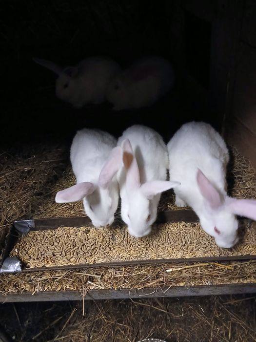 Srokacz niemiecki Termondzki Biały