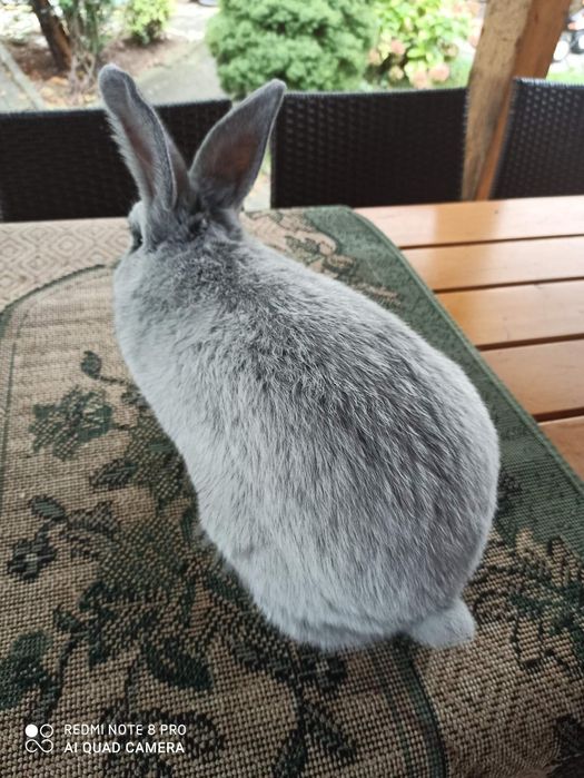 Продаються кролі