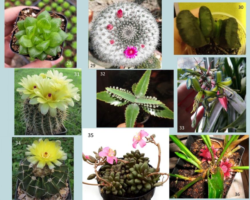 Кактуси, сукуленти, каланхоє, хавортія, більбергія, аспідістра.