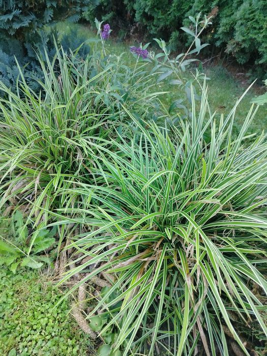 Trawa ozdobna Carex Ice Dance Turzyca kostrzewa sina trawy