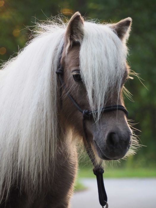 Roczna klaczka kuc szetlandzki mini-rasowa.