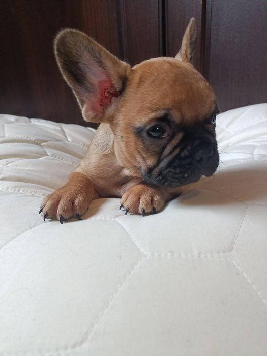 Buldog francuski piesek
