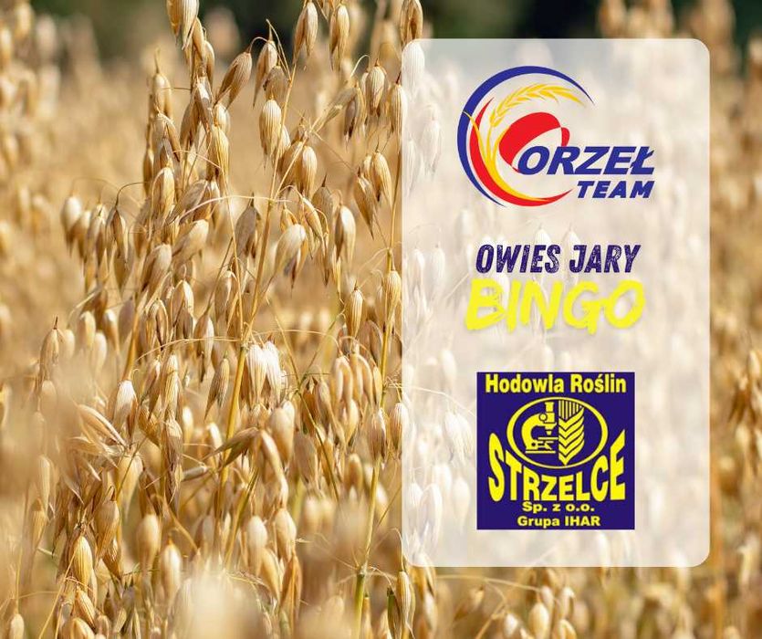 Owies jary BINGO, pszenica, jęczmień, kwalifikat