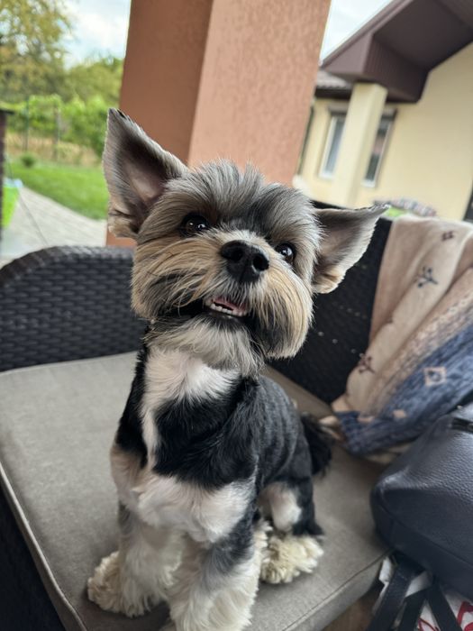 Вʼязка Бівер-йорк