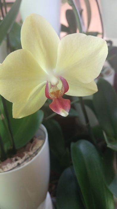 Орхідеї домашні продам