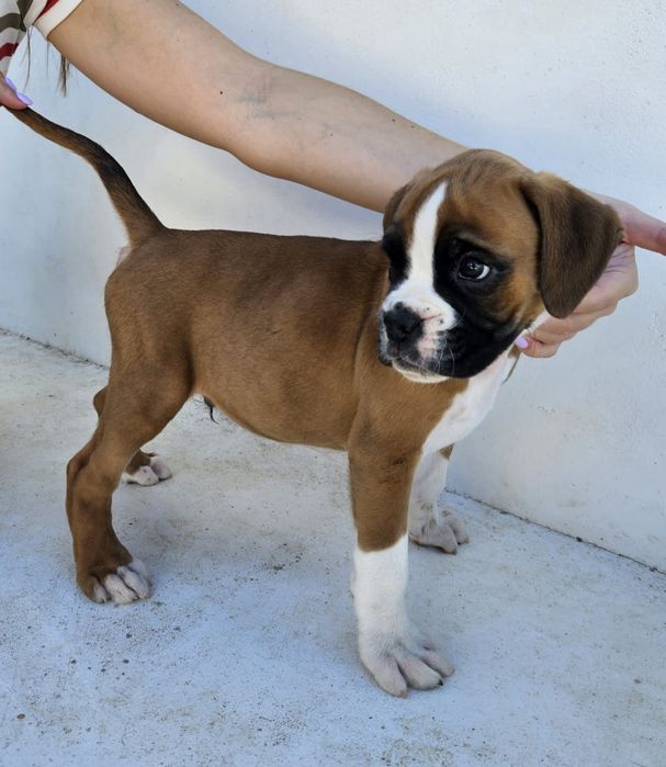 Boxer - Macho Fulvo