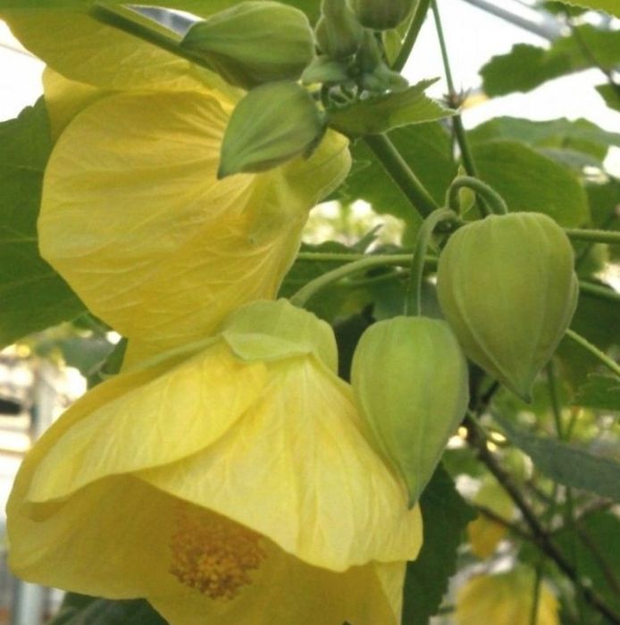 Kloniki dla Pani Kariny