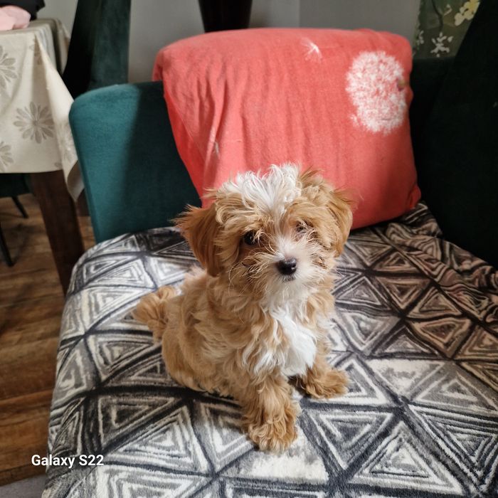 MALTIPOO  F1  piesek ...949