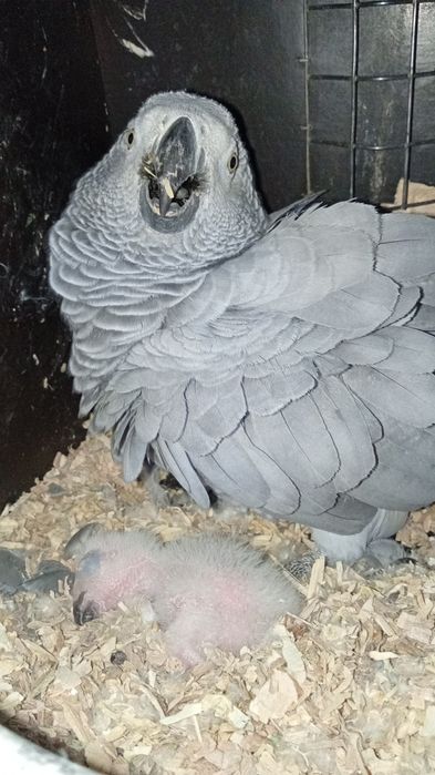 Casal  Papagaios  Psittacus erithacus