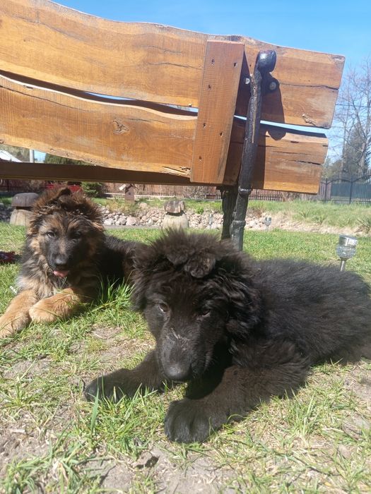 Szczeniak Owczarka Niemieckiego