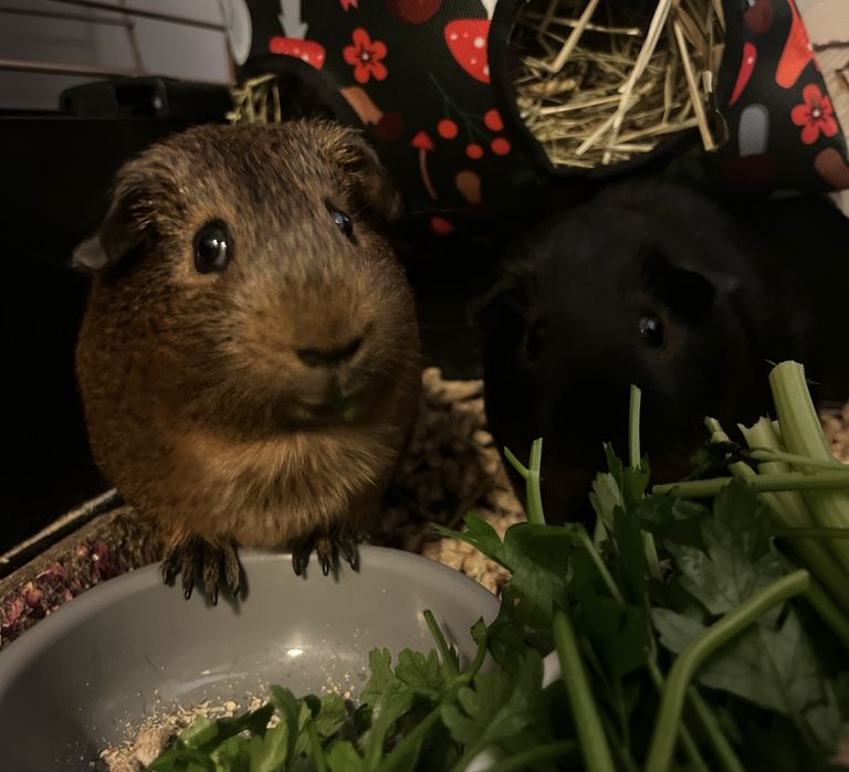 Świnki morskie do adopcji