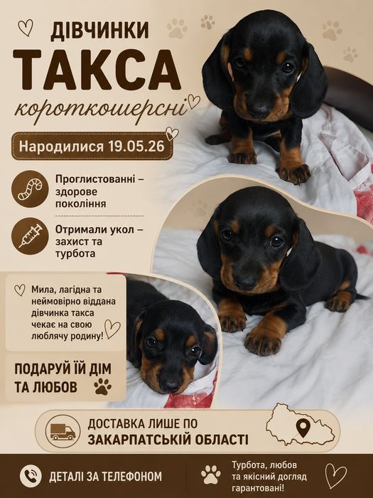 Короткошерсна такса