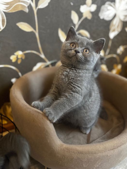 Koty Brytyjskie FPL gotowe na zmianę domu