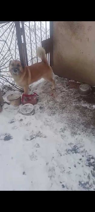 Piesek do adopcji