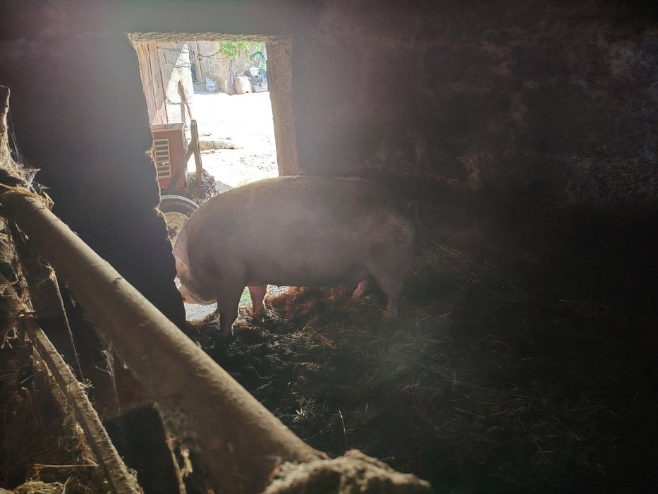 Porco para venda