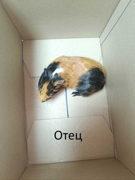 Морские Свинки / Харьков / Новая Бавария