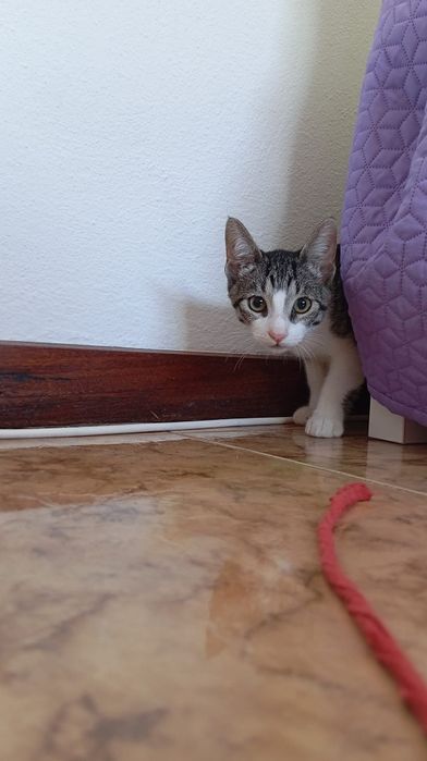 Johnny,  para adoção