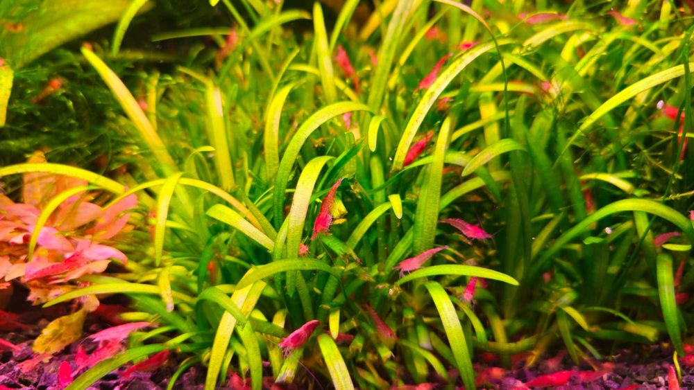 Sagittaria subulata Strzałka skrzydlasta