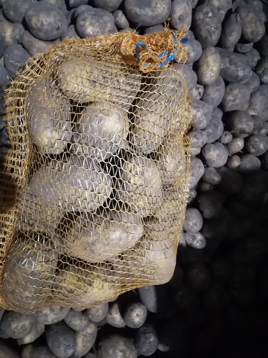 Ziemniaki duże na frytki 15 kilo 10 zł wysyłka inpost