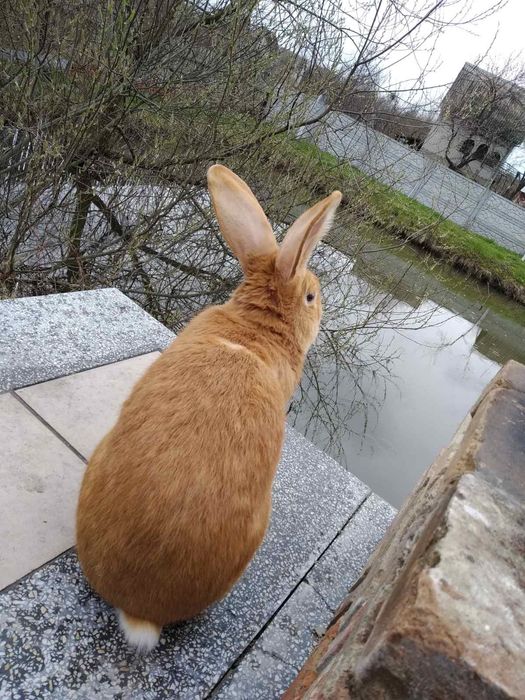 Кролики породи шиншила і бургундський кролик