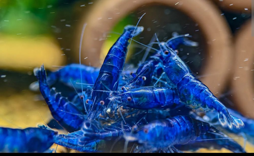 Blue Dream Neocaridina
