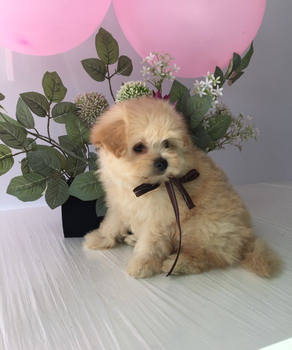 Помапу — Дівчатка, які змінять вашу реальність