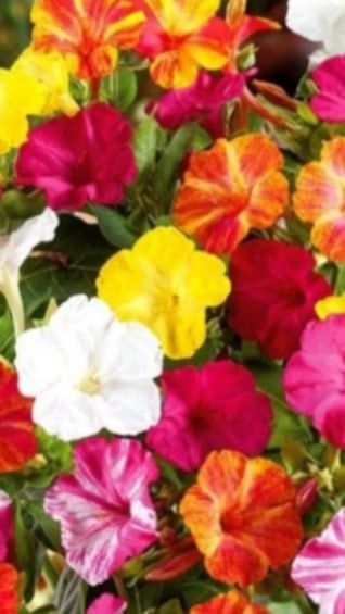 Nasiona kwiatów dziwaczek 20szt cen