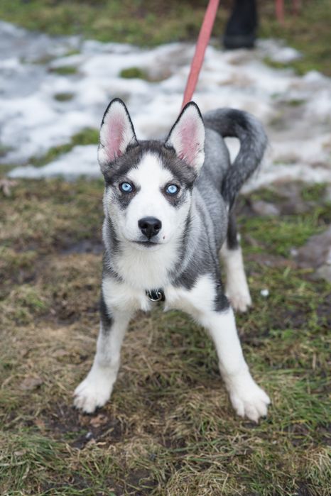 Шторм шукає родину