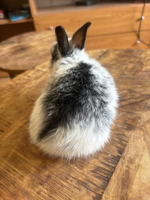 Coelho bebé muito docil