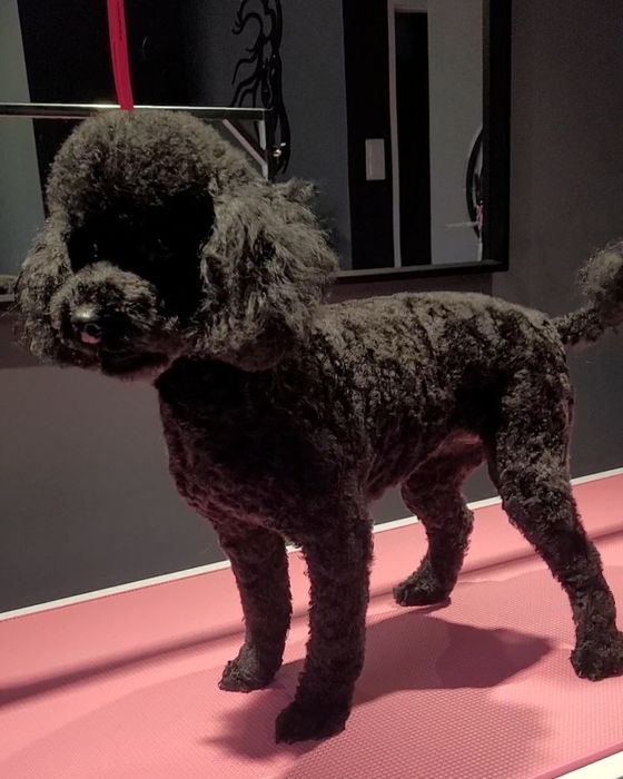 Chlopak.100% pudel Toy